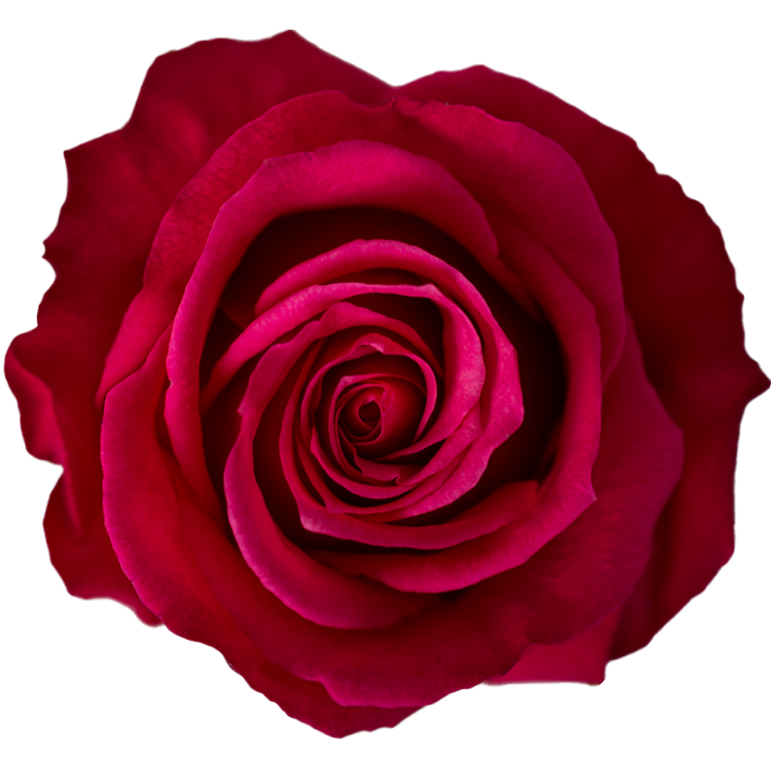 Solo Rosas Premium Rose